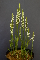 Spiranthes cernua 'Chadds Ford'